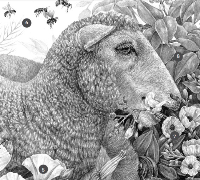 Sheep eating Santa Cruz Island bush mallow (detail from Limuw/Santa Cruz Island, image courtesy of Zoe Keller) 
