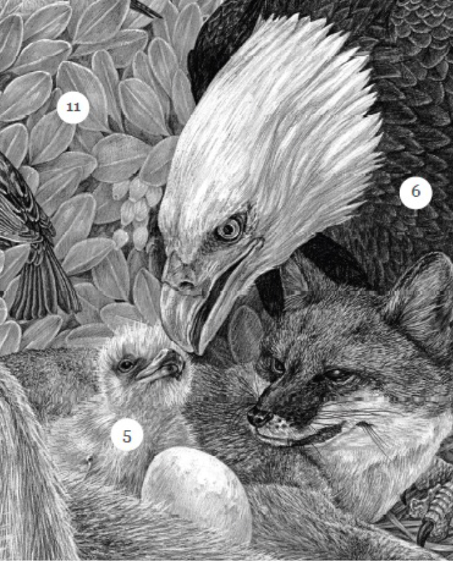 Bald eagle, chick, and egg, with island fox (detail from Limuw/Santa Cruz Island, image courtesy of Zoe Keller)
