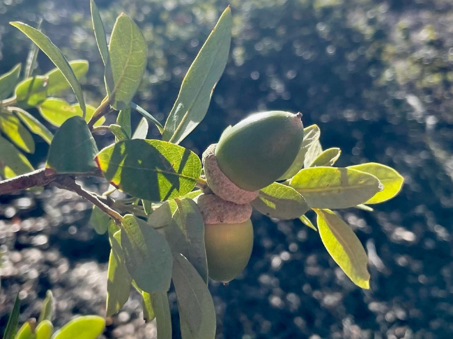 Acorns of Quercus tomentella present themselves to jays on Mount Diablo ridge (photo by Anya Byers)