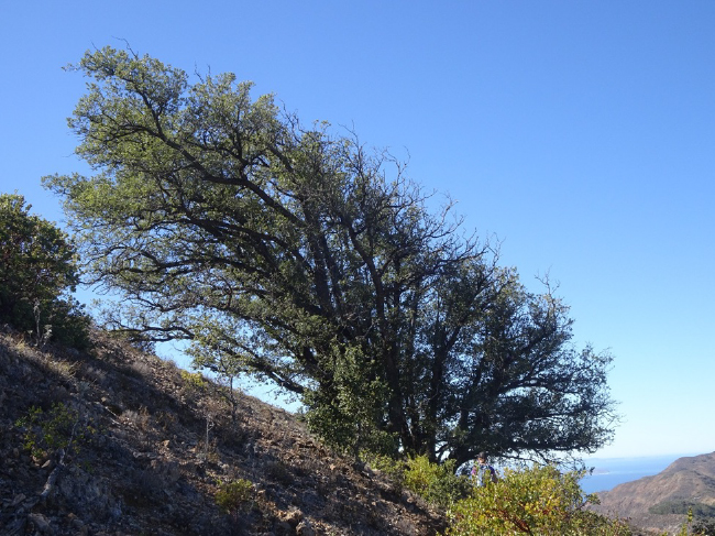 Windswept grove of island live oak on the ridge to Mount Diablo