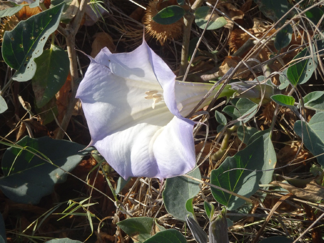 Datura (Datura wrightii), called momoy in Chumash and jimsonweed in English, an “entheogen” widely used in Chumash spiritual practices (photo by B. Byers)