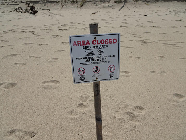 Closed upper beach to protect piping plover nests 
(note many footprints in closed area) June 2023