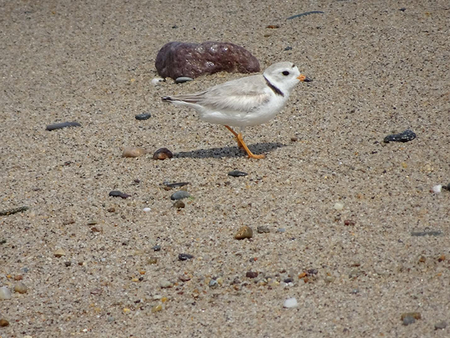 Piping plover (Charadrius melodus)		June 2023