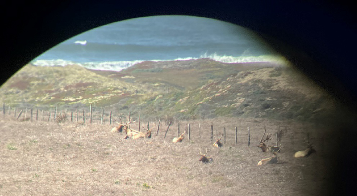 Beyond the fence, free at last! Photo taken with iPhone through binoculars: it’s a good but tricky trick. You
put the iPhone camera to an eyepiece of binoculars, try to focus something on the phone screen, and snap without moving anything too much!