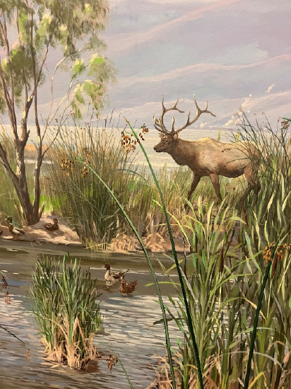 Mural at the Bay Area Model, Sausalito, showing a wetland with tule, and a bull tule elk
(Cervus canadensis nannodes), the native elk subspecies of the Bay Area and California Central Valley