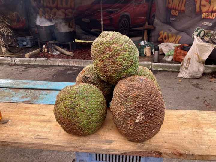 Araucaria cones (pinhas), solid balls of seeds (pinhões) about the size
of cannonballs, at a roadside stand on the way to Urubici, June 2026
