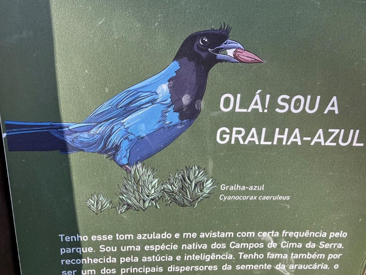“Hello, I’m an Azure Jay”
Information sign at Aparados da Serra National Park