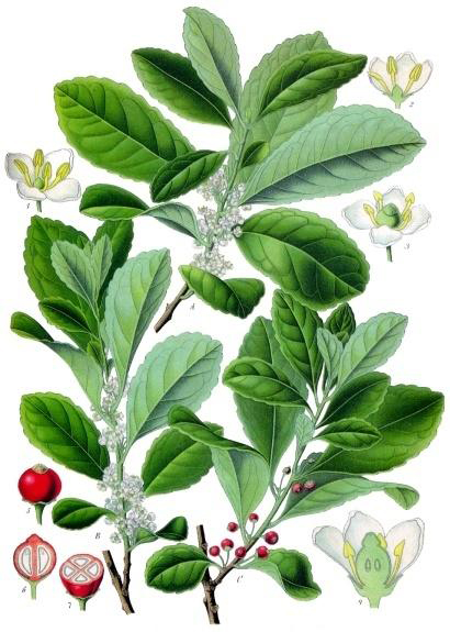 Yerba Mate (Ilex paraguaiensis)