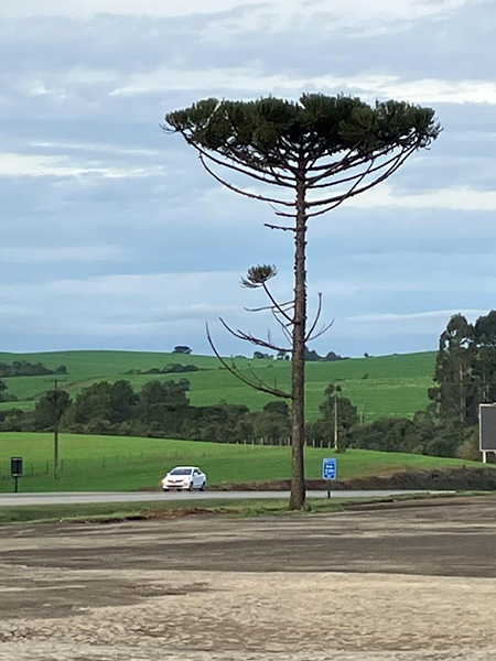 Tree along road