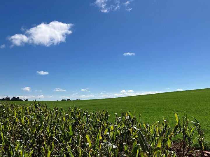 Crop fields
