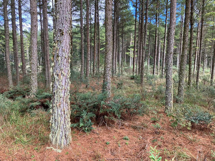 Forest