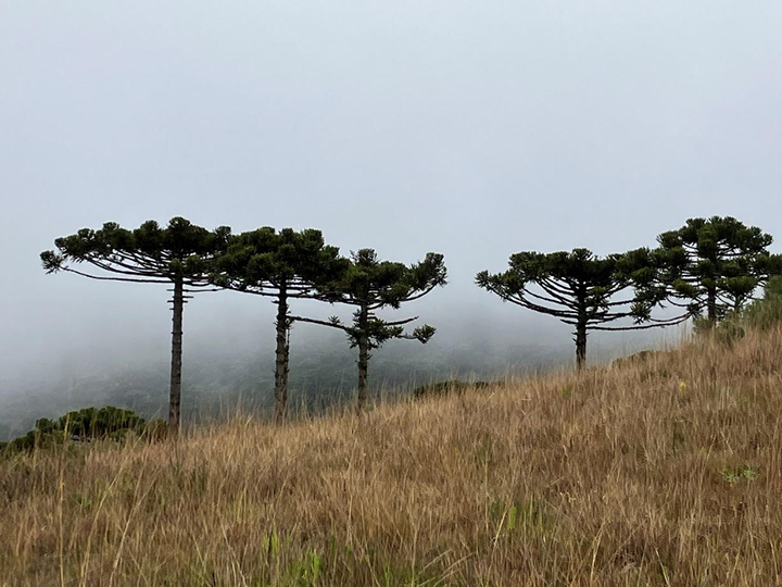 Araucarias and grassland, Parque Nacional de São Joachim, June 2026