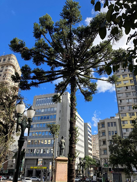 Araucaria in Curitiba’s main square in front of the
Cathedral of Our Lady of Light of the Pines, June 4, 2026